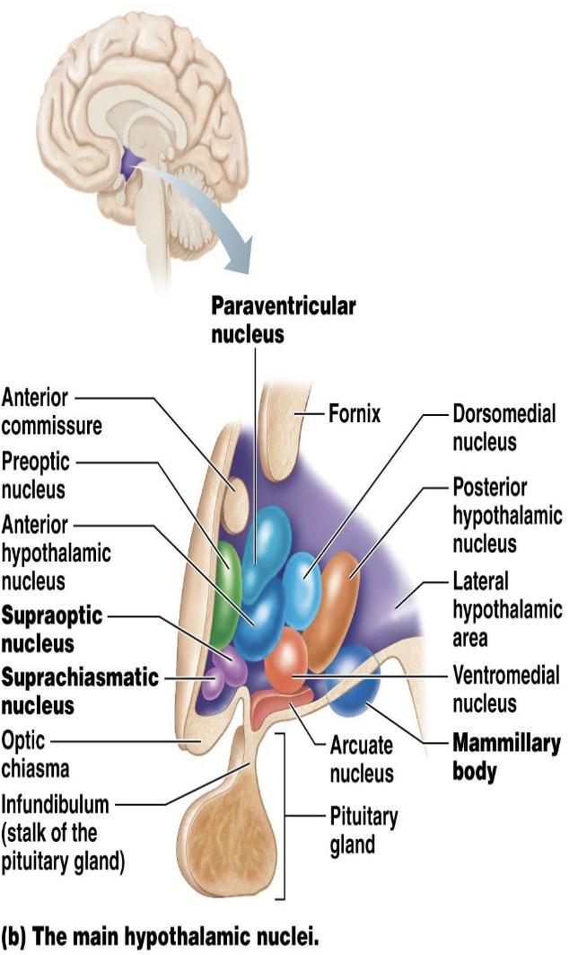 <p><strong>Hypothalamus</strong></p><ul><li><p>What is the hypothalamus the center for?</p><ul><li><p>What functions are regulated by the hypothalamus?</p><ul><li><p>Why is the hypothalamus called the endocrine master gland?</p></li></ul></li></ul></li></ul><p></p>