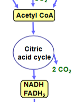 <p>Oxidation of acetyl groups in citric acid cycle produces NADH, FADH2, and CO2</p>