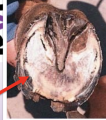 <p>What is this part of the equine hoof? What is its clinical significance?</p>