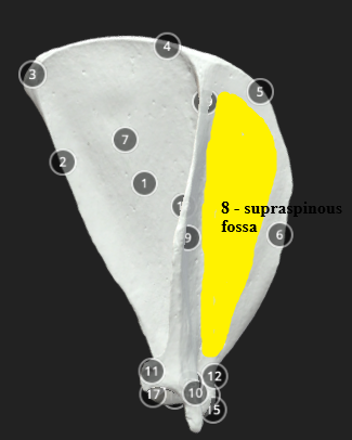 <p>Supraspinous Fossa</p>