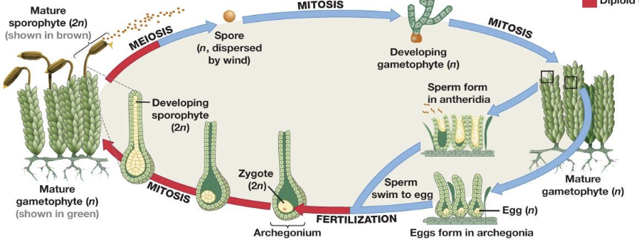 <p>What plant type does this lifecycle belong to?</p>