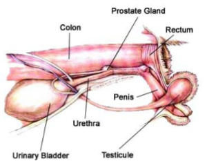 <ul><li><p>Penis angled ventrally</p></li><li><p>Need to pull caudally and dorsally to straighten urethra</p></li><li><p>Limited space to work with</p></li><li><p>Patient in dorsal recumbency</p></li></ul><p></p>
