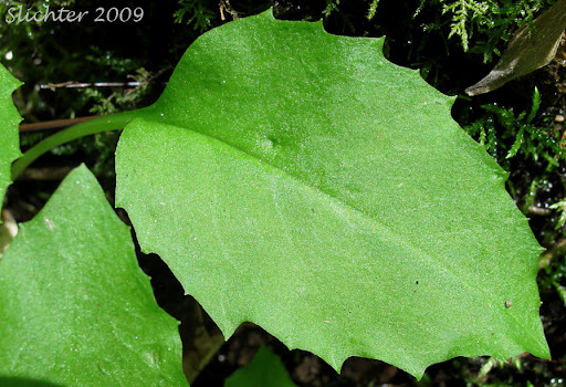 <p>Leaf margin</p>
