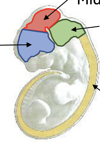 <p>embryonic CNS structures (side view)</p>