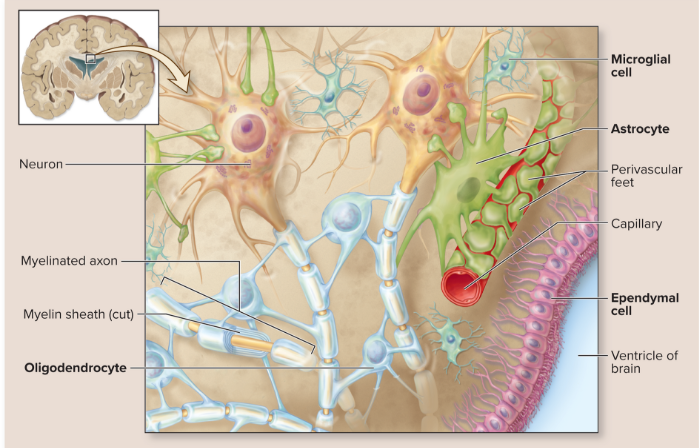 <p>support and protect neurons, many kinds in the CNS</p>