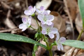 <p><span>Claytonia virginica</span></p>