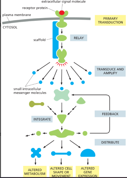 <p>Relay, amplify, integrate, distribute, and provide feedback.</p>