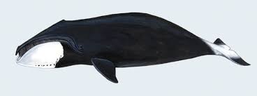<p>Bowhead whale</p>