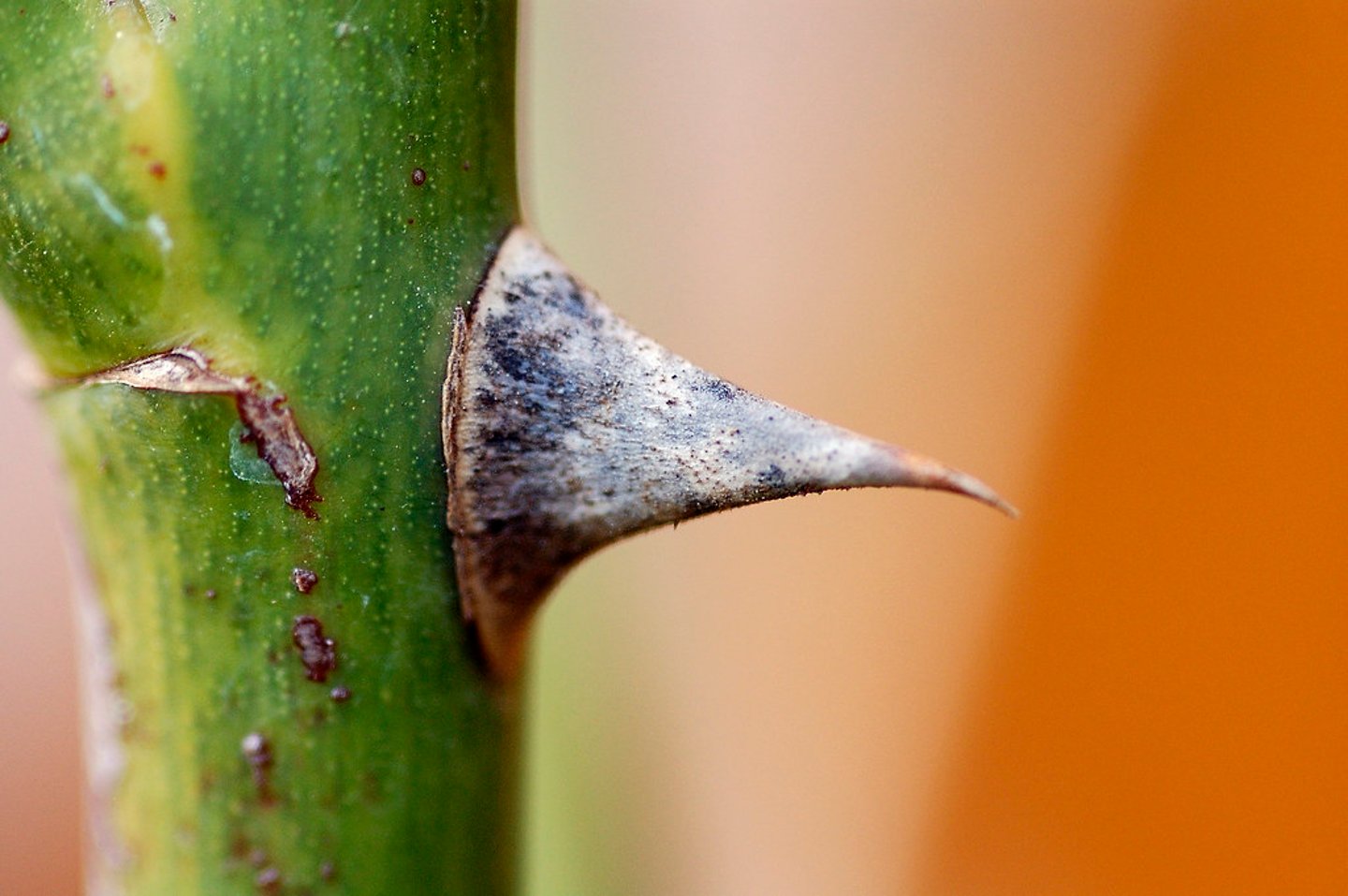 <p>thorn</p>