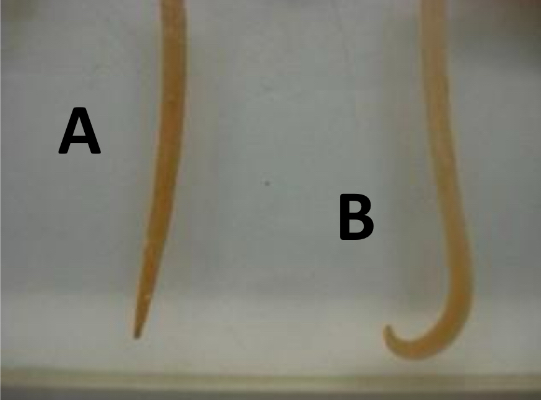 <p>phylum: nematoda</p>