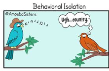 <p>Occurs in animals that exhibit species-specific courtship patterns which fail to impress members of different species</p><p>This can be an issue even when two population of different species are both mechanically and temporally compatible</p><p>If the mating ritual is rejected or not recognized, then no mating will occur, and the species will be reproductively isolated from each other</p>