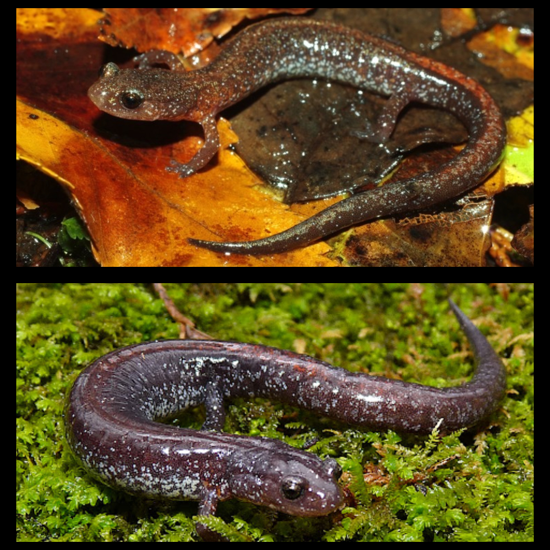 <p>Ozark Zig-zag Salamander</p>