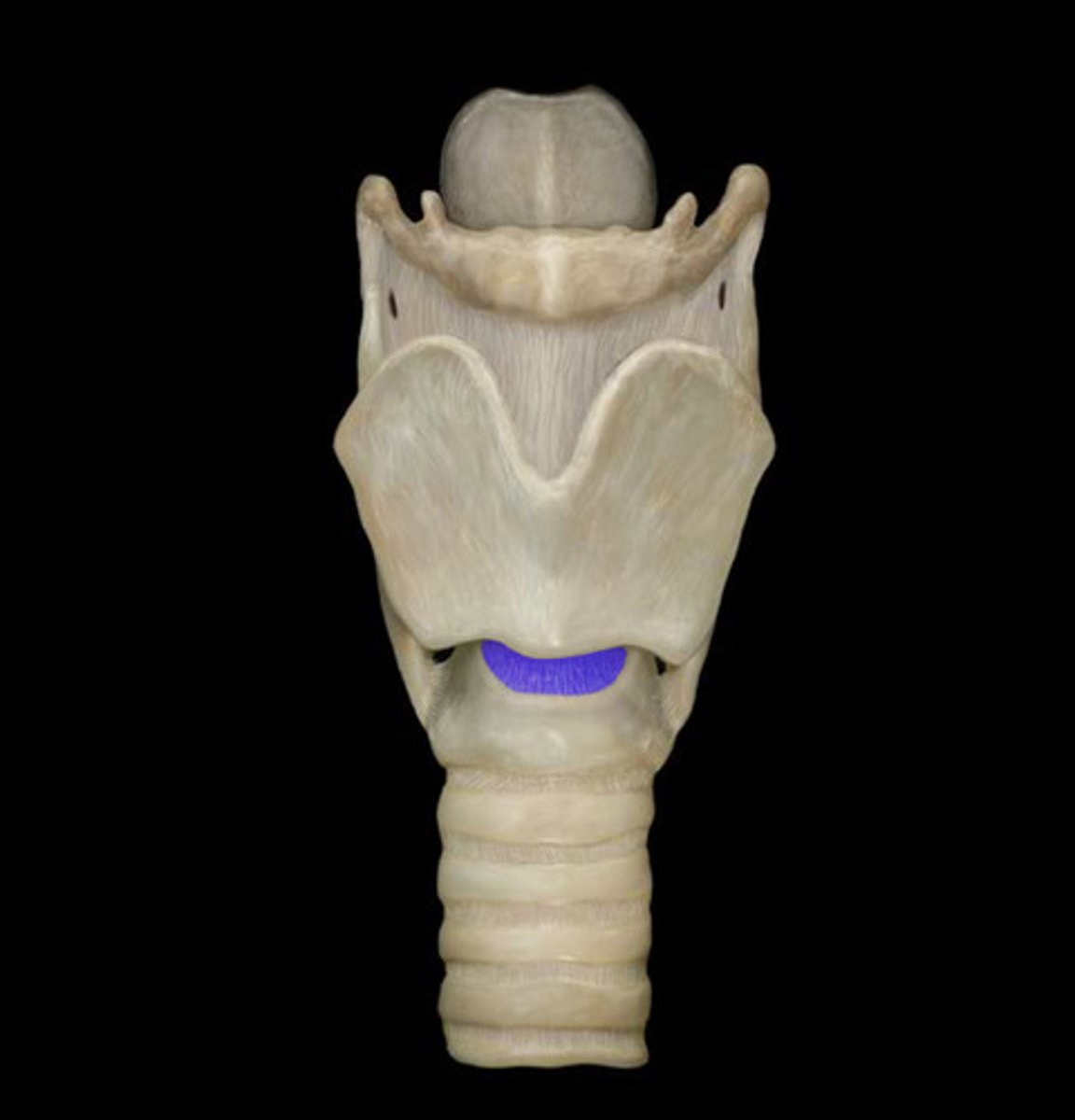 <p>A thin sheet of fascia that connects the thyroid and cricoid cartilages that make up the larynx.</p>