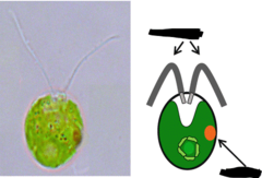 <p>Domain: Eukarya</p><p>Phylum: Chlorophyta (Green algae)</p><p>Kingdom: Protista</p><p>Class: Chlorophyceae</p><p>Genus: /Chlamydomonas/</p><p>Form: Unicellular</p><p>Life Cycle: Zygotic</p><p>Structures: </p><p> - Biflagellate (2 flagella)</p><p> - Eyespot</p>
