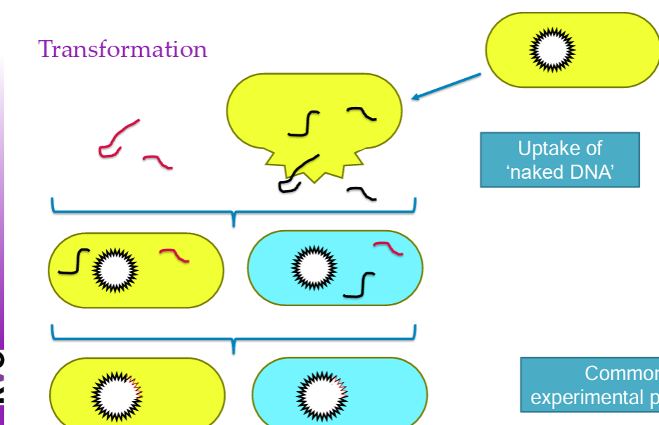 <ul><li><p><strong>uptake of naked dna. eg released from a lysed cell</strong></p></li><li><p>dna can pass through bacterial cell envelope - can use shocking in lab to increase rate of uptake</p></li><li><p>become part of genome</p></li><li><p>if are circular they are self replicable if they are transposons they must integrate</p></li></ul><p></p>