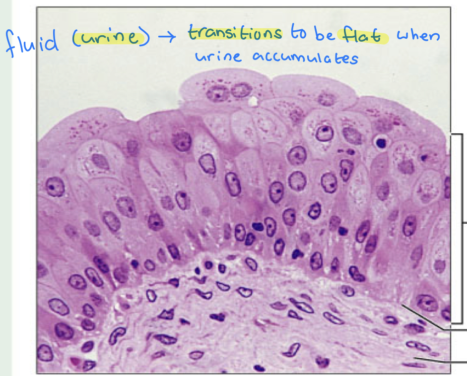 <p>identify this tissue</p>
