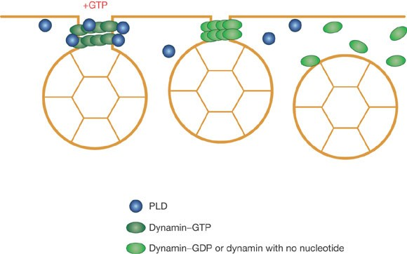 <p>What does dynamin do?</p>