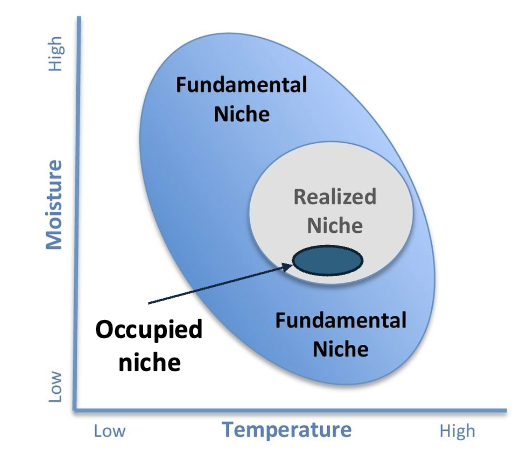 <ul><li><p>fundamental: inhabitable abiotic conditions</p></li><li><p>realized: where other species allow coexistence</p></li><li><p>occupied: accessible areas (mobility, barriers)</p></li></ul><p></p>