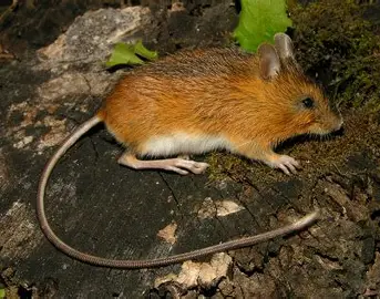 <p>Meadow Jumping Mouse</p>
