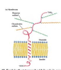 <p>A type of proteoglycan found on cell surfaces, involved in cell adhesion and signaling.</p>