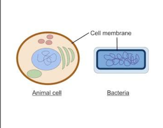<p><span style="background-color: transparent;">A thin, flexible barrier that surrounds every cell and controls what enters and leaves the cell.</span></p>