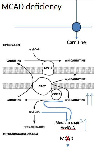 <ul><li><p><strong>MCAD + ACADM/S/L</strong></p></li><li><p>hypoketotic hypoglycemia, <u>inc. C6-C10 acyl-carnitines</u></p></li><li><p>seizures, hepatomegaly, sudden death</p></li></ul><p></p>