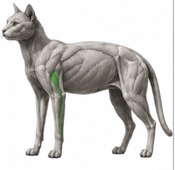 <p>What cat muscle is this?</p>