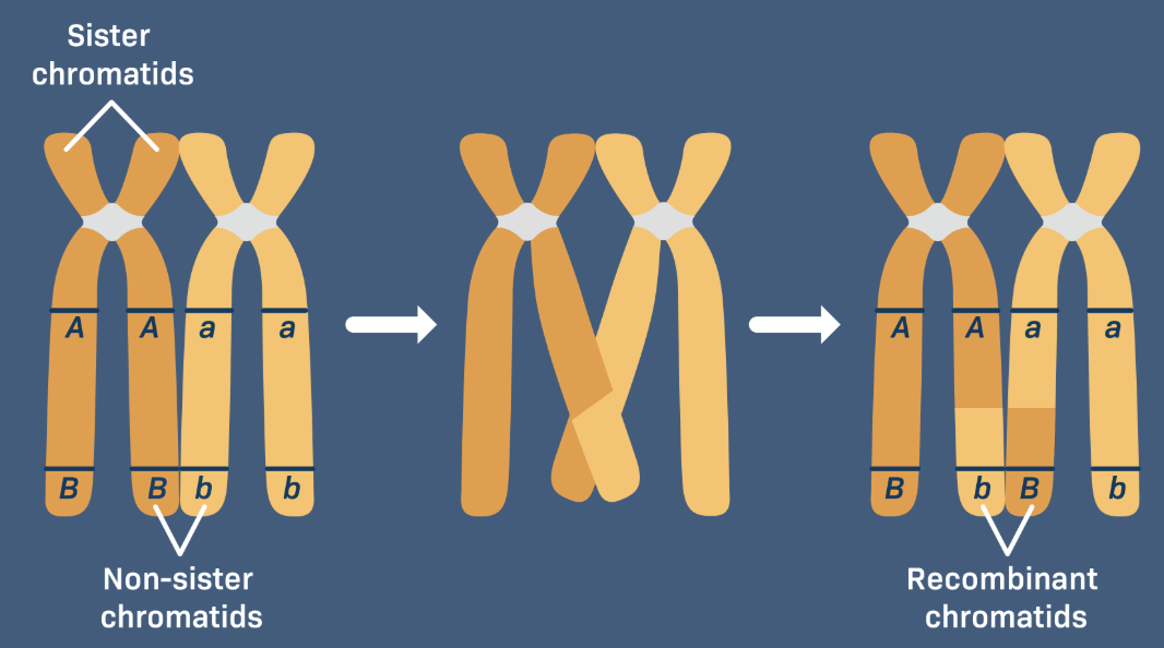 <p>What is the process called when chromosome segments are swapped between the chromosomes to create variation in gametes?</p>