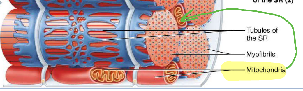 <p>Packed into spaces between myofibrils</p>