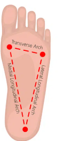<p>Lateral longitudinal</p><p>Medial longitudinal</p><p>Transverse</p><p></p>