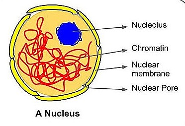 <p>Nucleus: Description (2)</p>