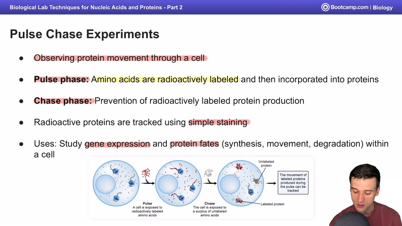 <p>Prevention of readioactivley labeled protein production</p>