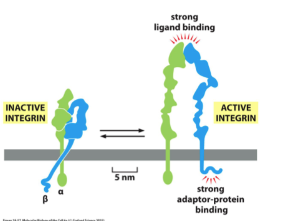 <p><strong>Højere affinitet</strong> for ligand og bedre binding til adaptorproteiner intracellulært.</p>