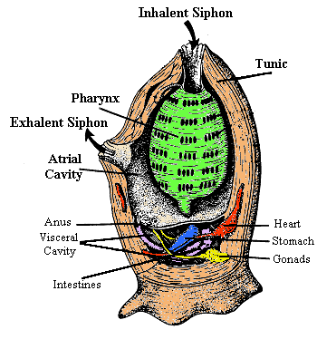 <p>What does the excurrent siphon do for Phylum Chordata Subphylum Urochordata? </p>