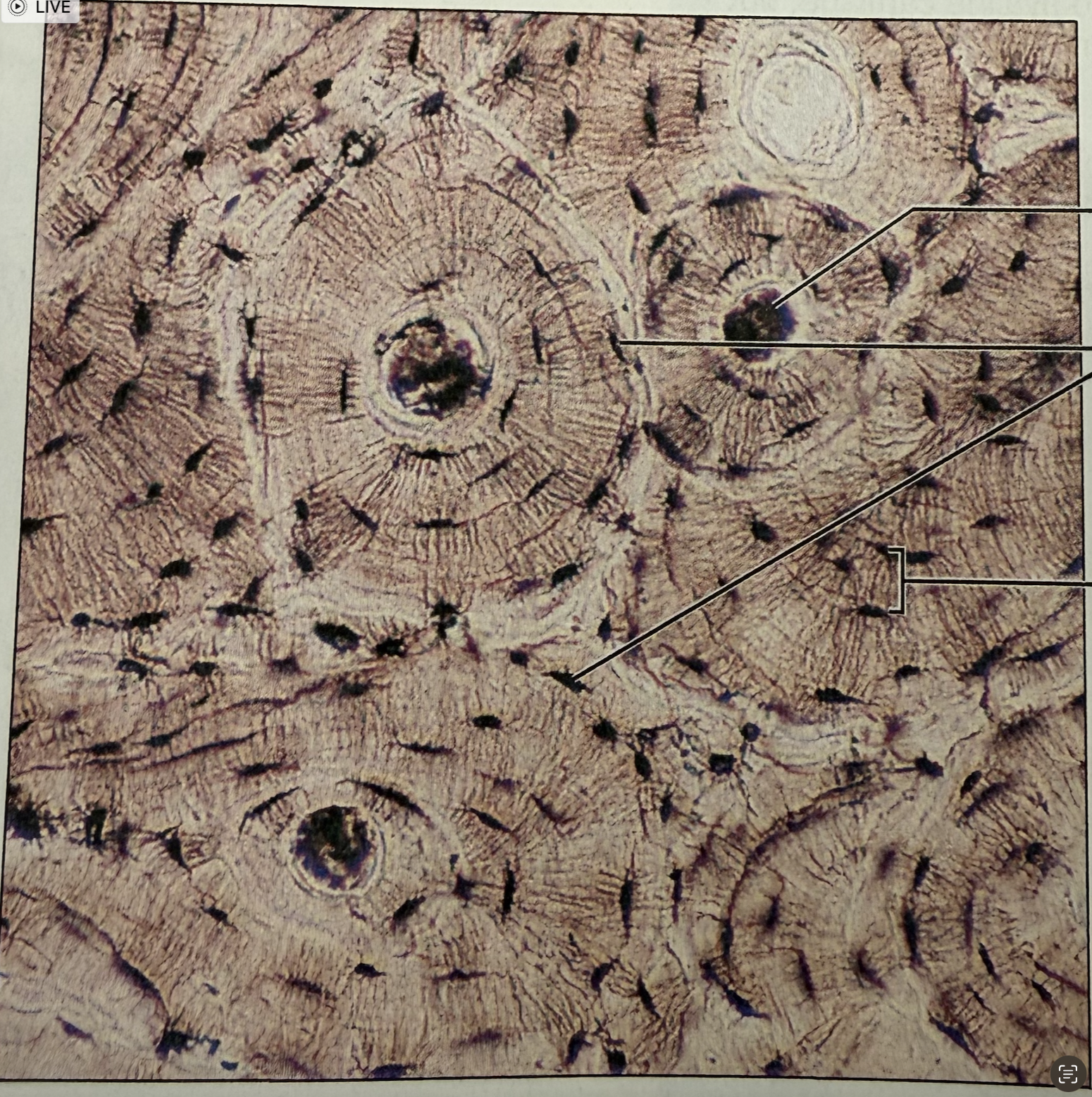 <p>what tissue is this</p>