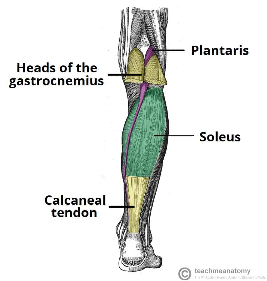 <p>Proximal Attachment (O): Inferior end of lateral supracondylar line of femur; oblique popliteal ligament</p><p>Distal Attachment (I): Posterior surface of calcaneus via calcaneal tendon</p><p>Nerve: Tibial nerve (S1, S2)</p><p>Action: Weakly assists gastrocnemius in plantarflexing ankle joint</p>
