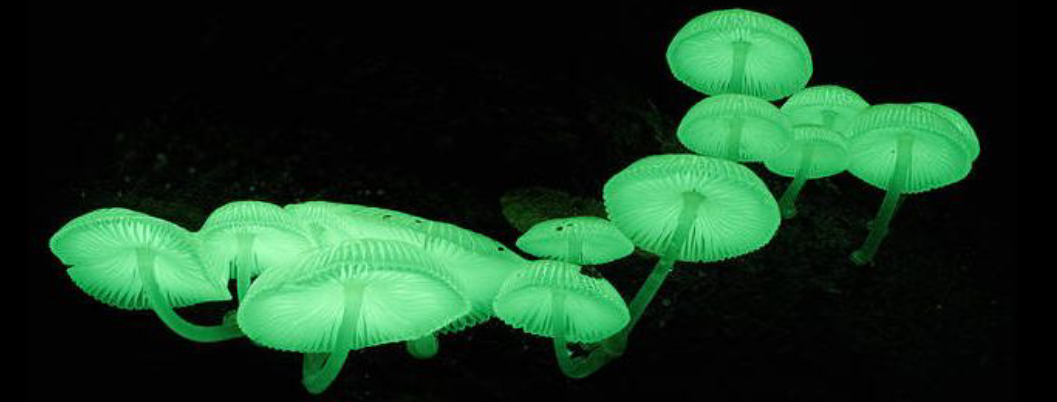 <p>Over 70 species of fungus are _______</p>