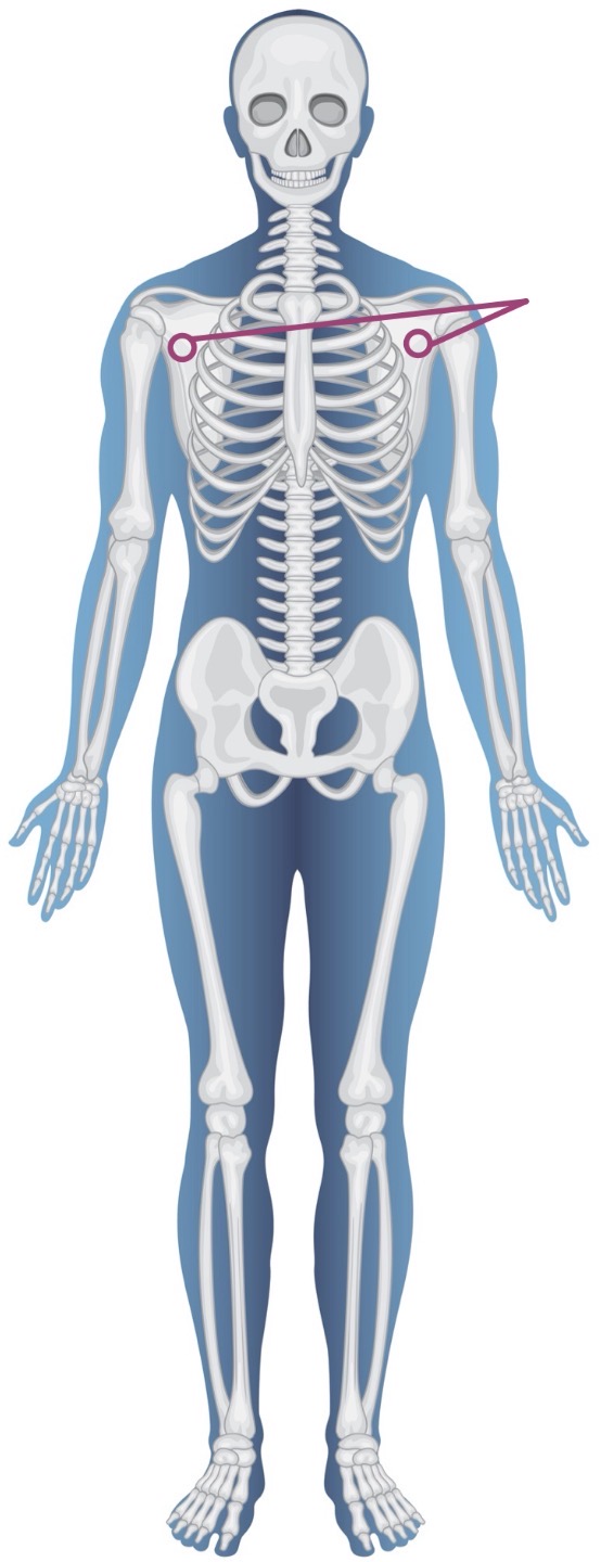 <p><strong>Name of bone + Type of bone</strong></p>