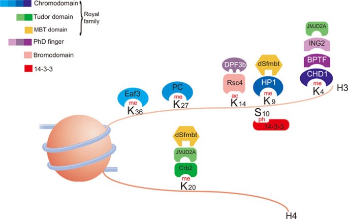 <p>post-translational chemical groups are added to amino acids on histone tails </p>