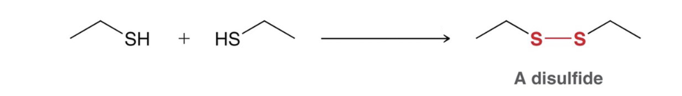 <p>oxidation of thiols to disulfides </p>