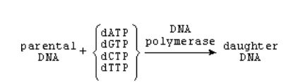 <p><span>DNA polymerase catalyzes the replication of chromosomal DNA in bacteria as shown below.</span></p><p>A double-stranded DNA molecule contains bases with a ratio of <span>(A + T)/(G + C) = 3:1. </span>This molecule is replicated with DNA polymerase in the presence of the four deoxynucleoside triphosphates with a molar ratio of <span>(A + T)/(G + C) = 1:1. </span>What is the expected ratio of <span>(A + T)/(G + C) </span>in the double-stranded daughter DNA molecule?</p><p><strong>A. </strong>1:3</p><p><strong>B. </strong>1:1</p><p><strong>C. </strong>2:1</p><p><strong>D. </strong>3:1</p>