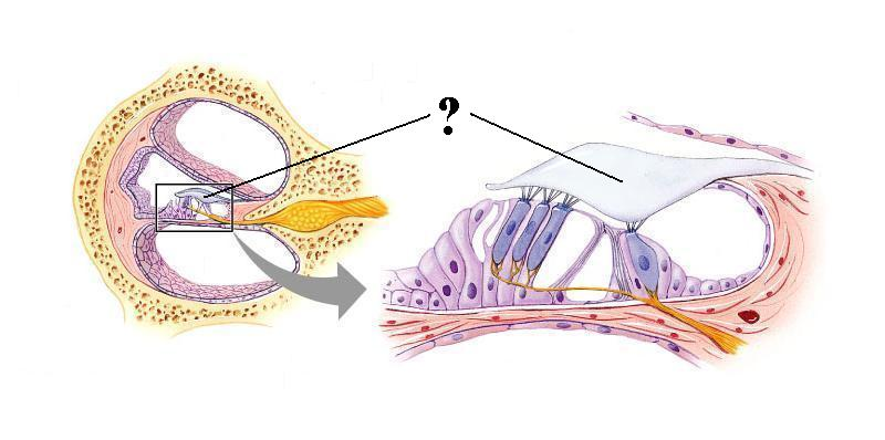 <p>Identify the indicated structure</p>
