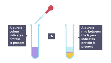 <ul><li><p>Put food sample in test tube</p></li><li><p>Add 1 cm³ of biuret solution A and biuret solution B</p></li><li><p>Shake solution gently</p></li><li><p>Results: turns purple if protein is present</p></li></ul><p></p>