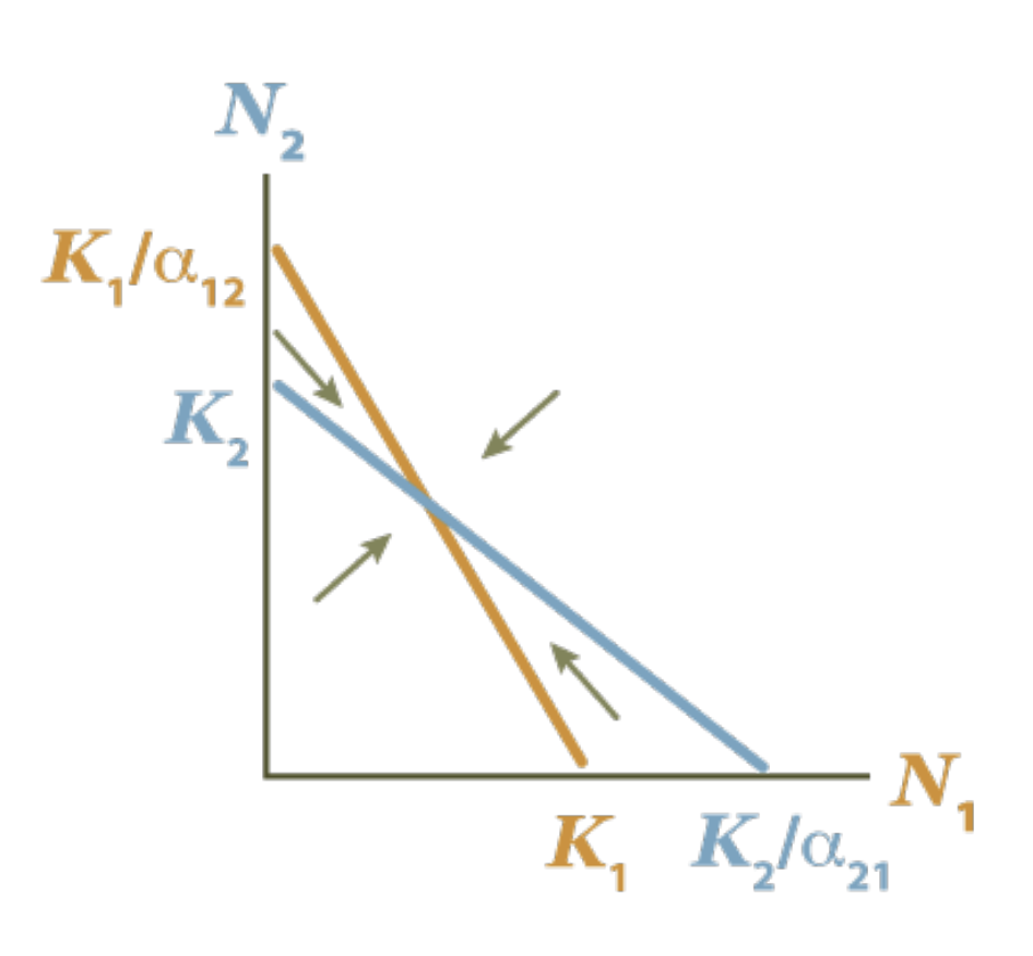 <ul><li><p>negative feedback</p></li><li><p>starting pop size doesn’t matter</p></li><li><p>interspecific competition is less than intraspecific competition</p></li><li><p>K1/α12 > K2</p></li><li><p>K2 / α21 > K1</p></li></ul><p></p>