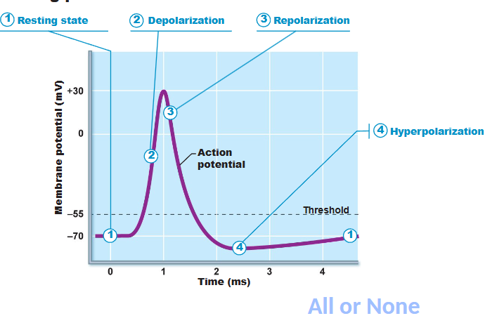 <p>voltage gated Na+ channel opens → Na+ into cell → membrane potential becomes less negative (-70 → 30) </p>