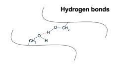 <p>Between R groups of amino acids within polypeptide chains</p>