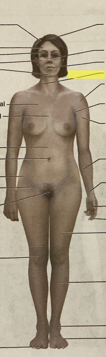 <p>identify the region of the body</p>