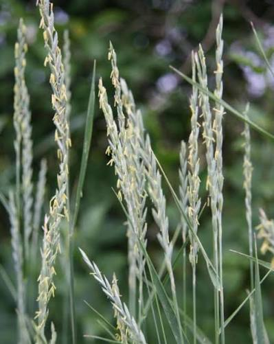 <p>Cool - Introduced perennial with pale rhizomes that spread rapidly through soil. Aggressive in fields, gardens, roadsides, and disturbed grasslands.</p>
