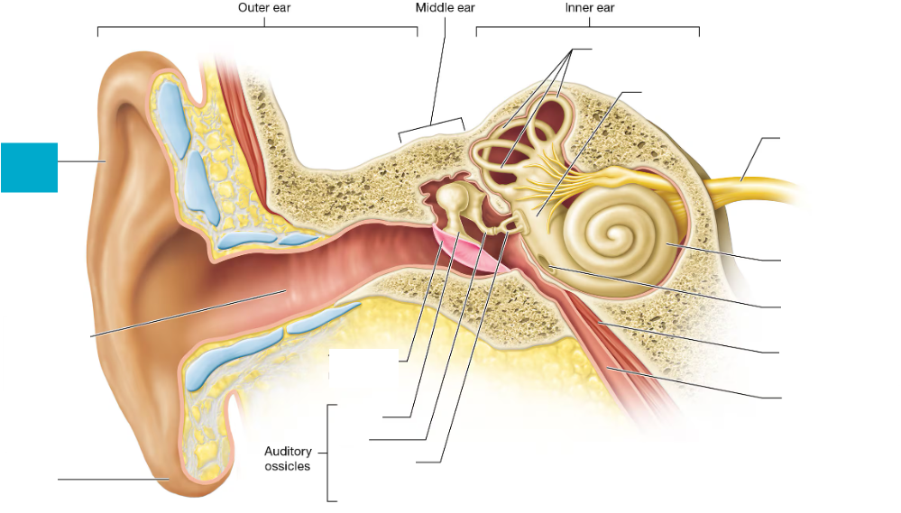 <p>Outer visible part of the ear that collects and directs sound into the ear canal</p>