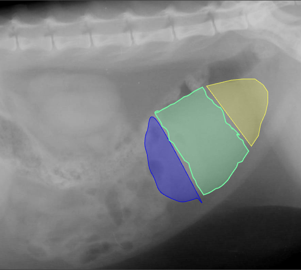 <p>What is the yellow portion? Be specific. </p>